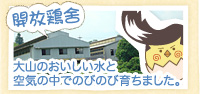 開放鶏舍　大山のおいしい水と空気の中でのびのび育ちました。